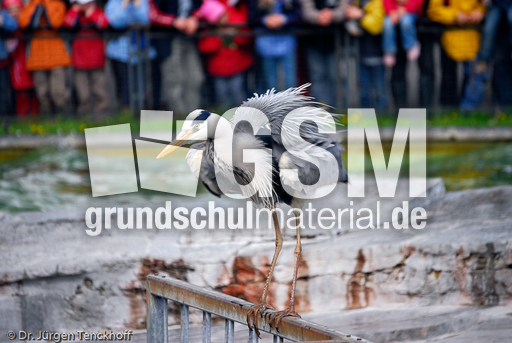 Graureiher (9 von 15).jpg